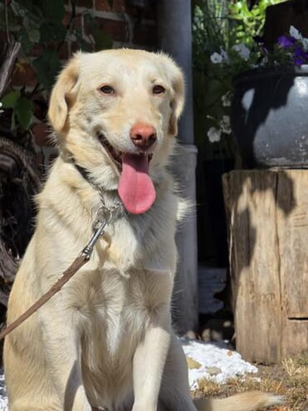 🐾 Lola  eine sanfte Hündin sucht Menschen mit Geduld ❤