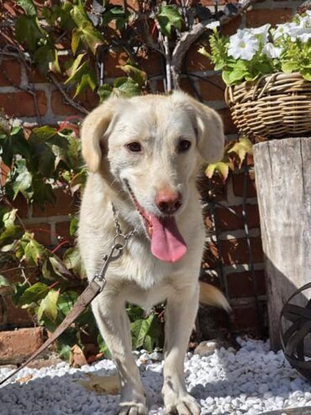 🐾 Lola  eine sanfte Hündin sucht Menschen mit Geduld ❤