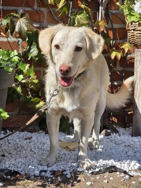🐾 Lola  eine sanfte Hündin sucht Menschen mit Geduld ❤