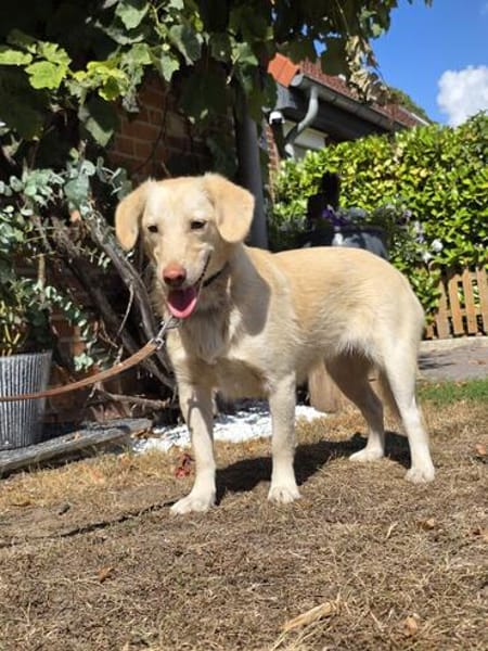 🐾 Lola  eine sanfte Hündin sucht Menschen mit Geduld ❤
