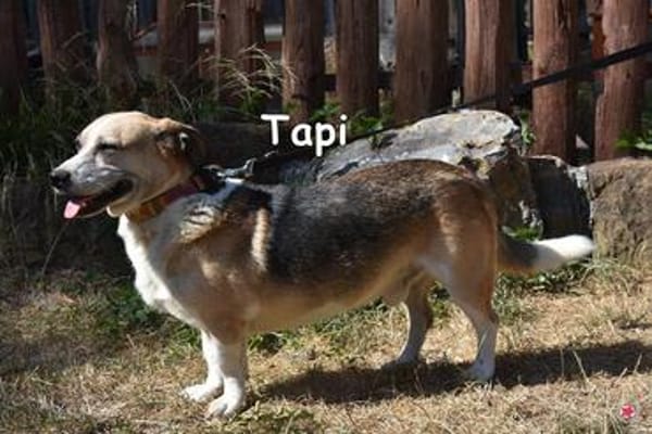 TAPI