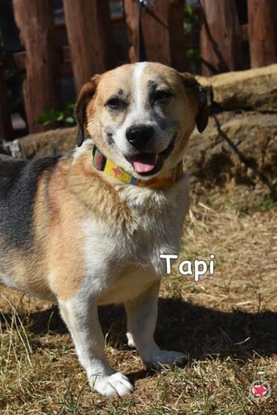 TAPI