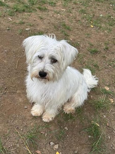 DORI-zuckersüße, freundliche Bichon-Mix-Hündin