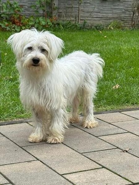 DORI-zuckersüße, freundliche Bichon-Mix-Hündin