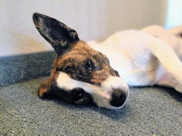 Hündin Pam  neugierig, verspielt und anhänglich