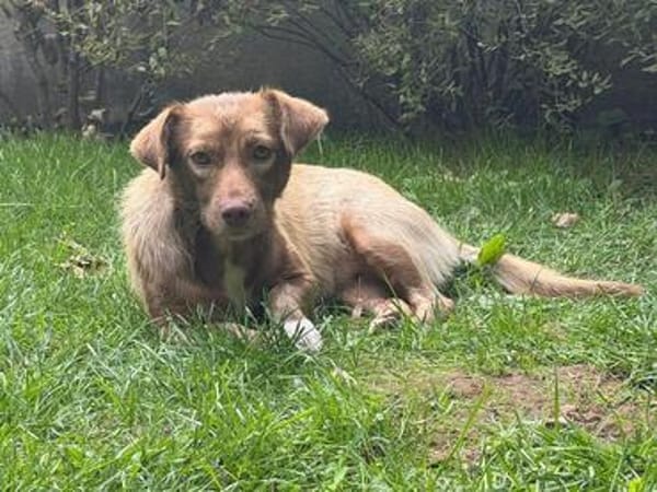LILLY-zuckersüße, schokobraune Mischlings-Hündin
