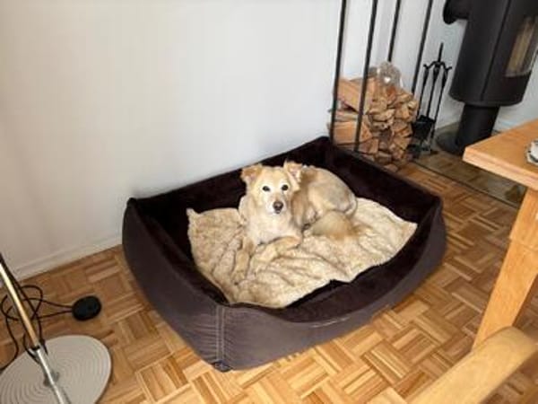 Lady  eine besondere Hündin sucht besondere Menschen