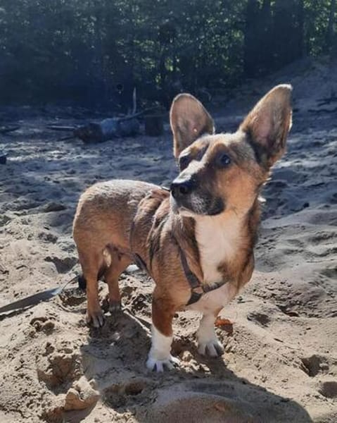 Hilde sucht ihr ruhiges Zuhause