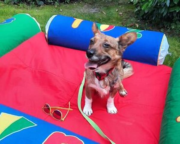 Hilde sucht ihr ruhiges Zuhause