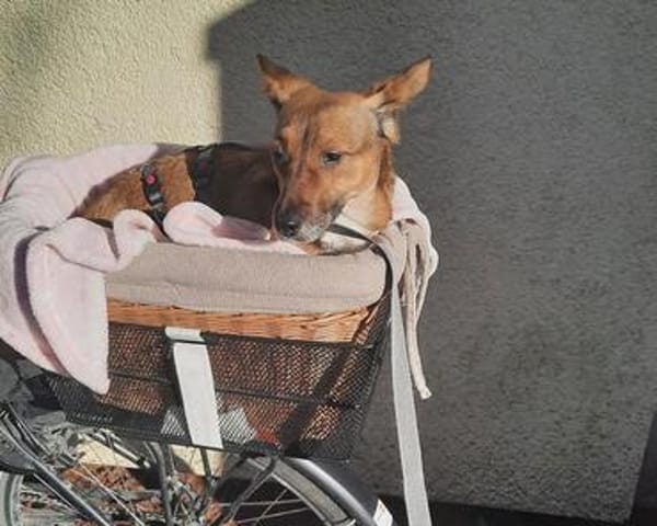 Hilde sucht ihr ruhiges Zuhause