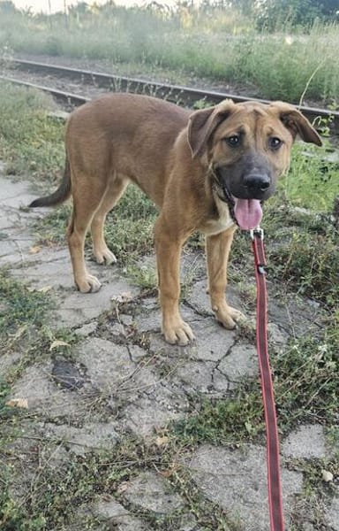 Ana, mutiger Welpe sucht neues Zuhause