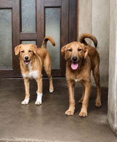Zola, sensible Hündin sucht neues Zuhause