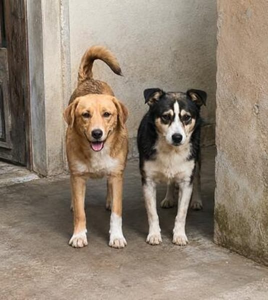 Zola, sensible Hündin sucht neues Zuhause