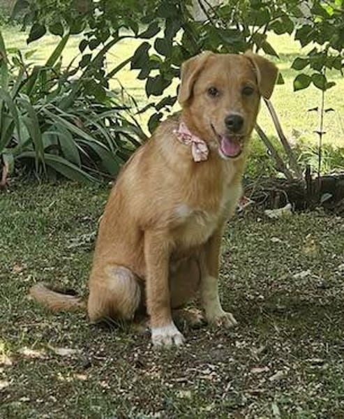 Zola, sensible Hündin sucht neues Zuhause