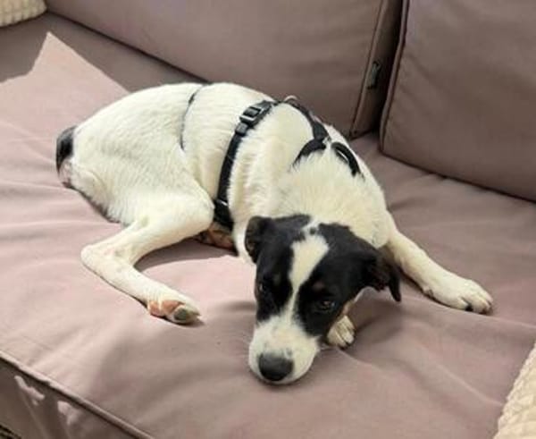 Lili - das Jack-Russel-Mix Kuschelmonster