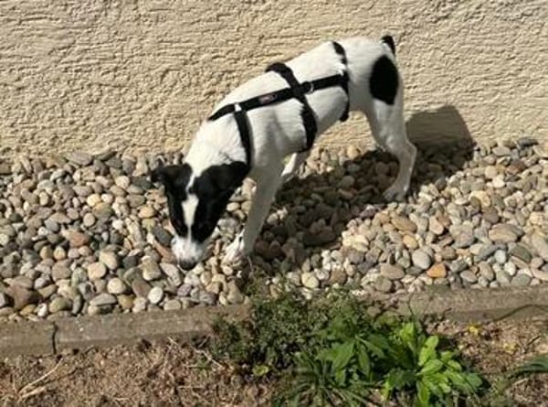 Lili - das Jack-Russel-Mix Kuschelmonster