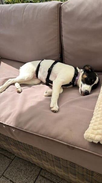 Lili - das Jack-Russel-Mix Kuschelmonster