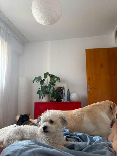 Bob, freundlicher Bichon-Frisé Mischling sucht Zuhause