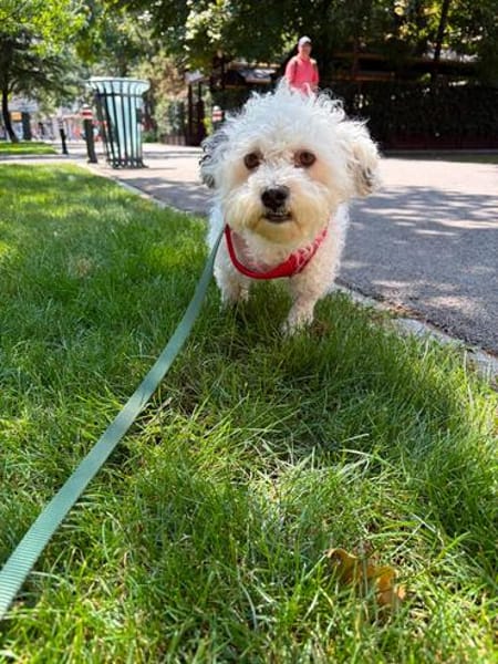 Bob, freundlicher Bichon-Frisé Mischling sucht Zuhause