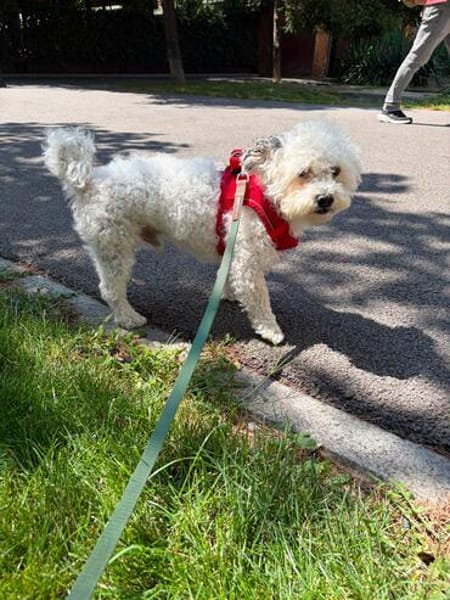 Bob, freundlicher Bichon-Frisé Mischling sucht Zuhause