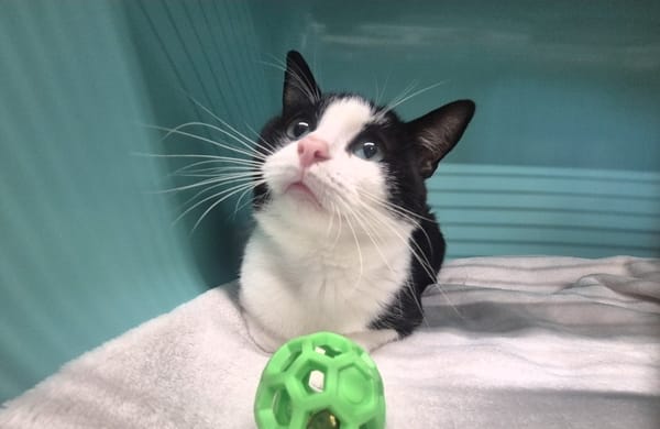 MERLIN
