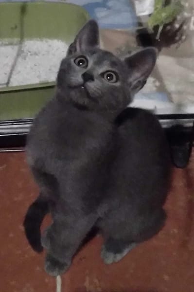 Emi