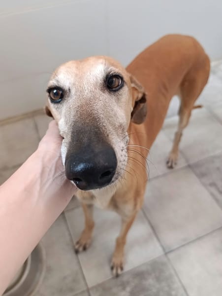 DIJON