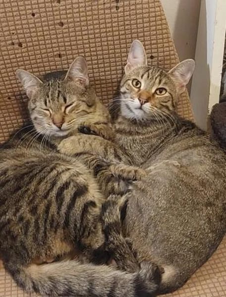 Tina & Tino Schmusetiger suchen Familie zum kuscheln