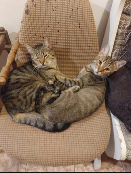 Tina & Tino Schmusetiger suchen Familie zum kuscheln