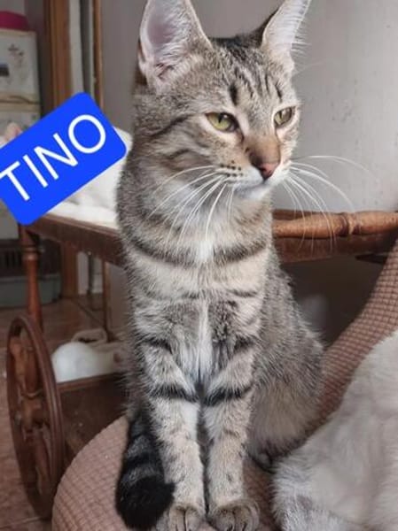 Tina & Tino Schmusetiger suchen Familie zum kuscheln