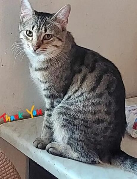 Tina & Tino Schmusetiger suchen Familie zum kuscheln