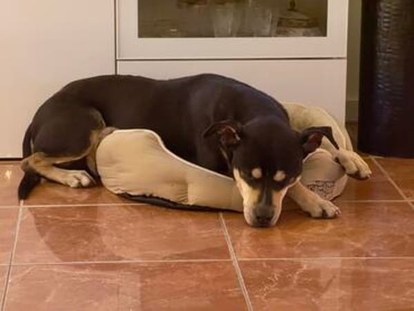 SCOOBY wünscht sich einen entspannten Lebensabend