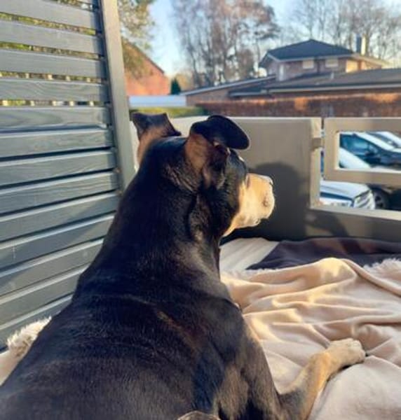 SCOOBY wünscht sich einen entspannten Lebensabend