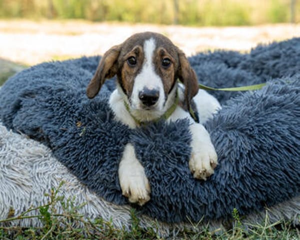 Loui ein Traum von Hund...