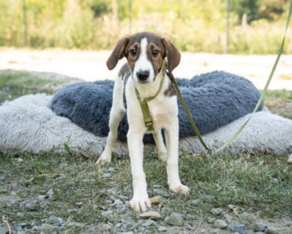 Loui ein Traum von Hund...
