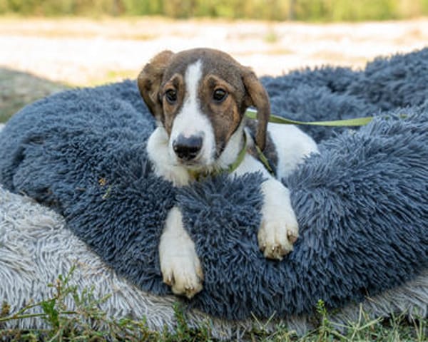 Loui ein Traum von Hund...