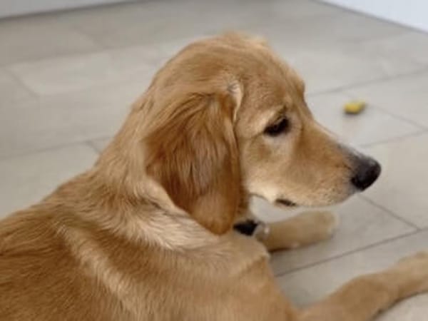 Bei wem darf Pepi/Teddy endlich ankommen?