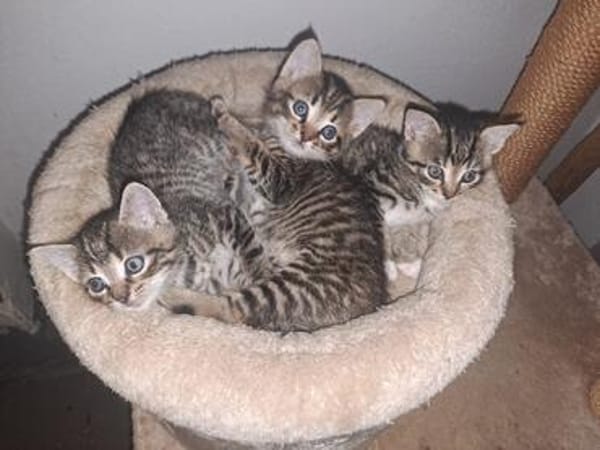 Katzenkinder