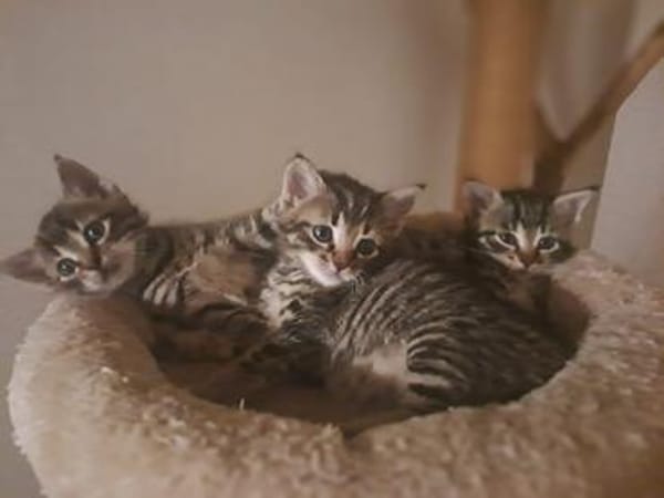 Katzenkinder