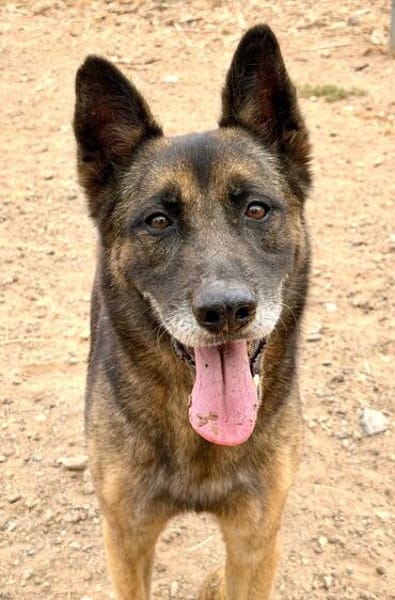 Mali-Mix Mait sucht sein Zuhause