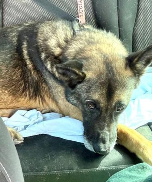Mali-Mix Mait sucht sein Zuhause