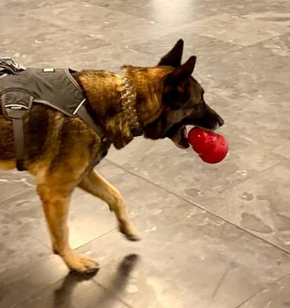 Mali-Mix Mait sucht sein Zuhause