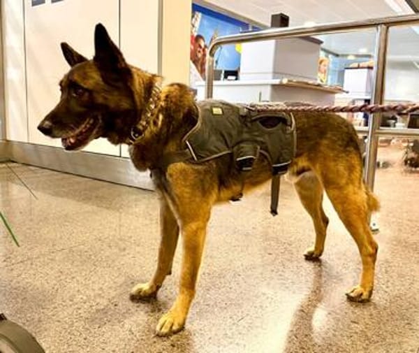Mali-Mix Mait sucht sein Zuhause
