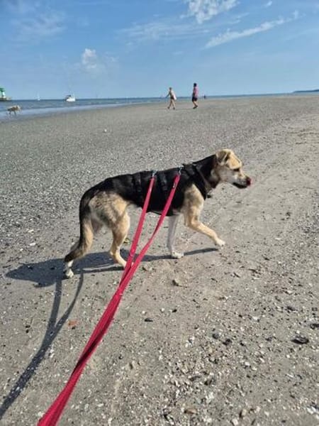 ROXANA ° zarte Hündin sucht ihre Menschen 🐾🐶