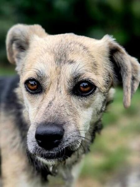 ROXANA ° zarte Hündin sucht ihre Menschen 🐾🐶