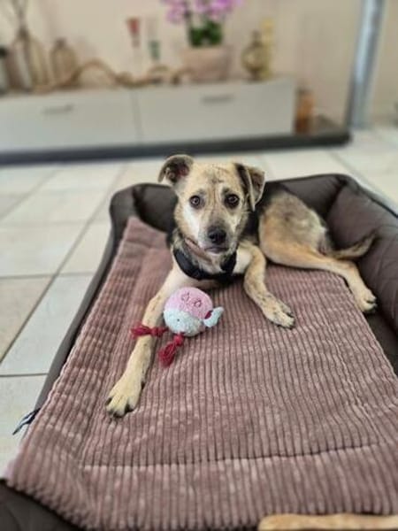 ROXANA ° zarte Hündin sucht ihre Menschen 🐾🐶
