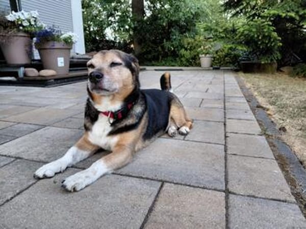 MEGGIE GEHÖRT NOCH LANGE NICHT ZUM ALTEN EISEN