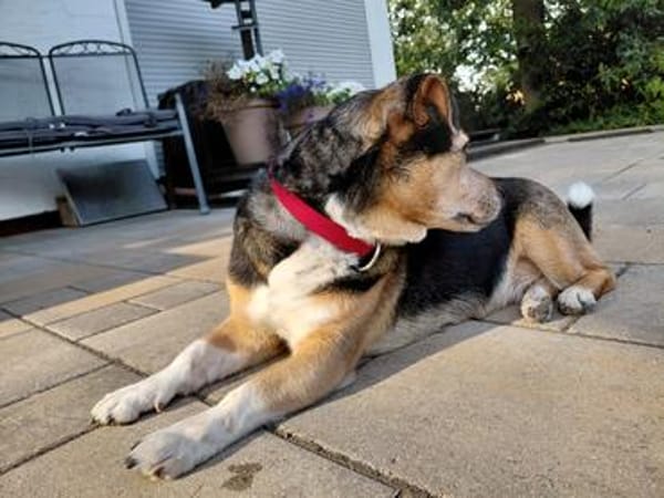 MEGGIE GEHÖRT NOCH LANGE NICHT ZUM ALTEN EISEN