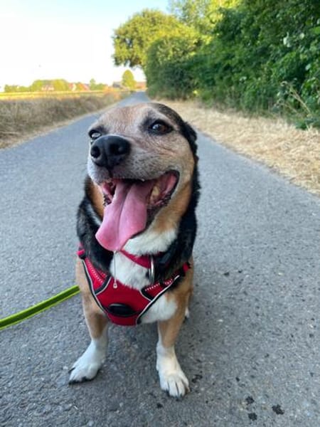 MEGGIE GEHÖRT NOCH LANGE NICHT ZUM ALTEN EISEN