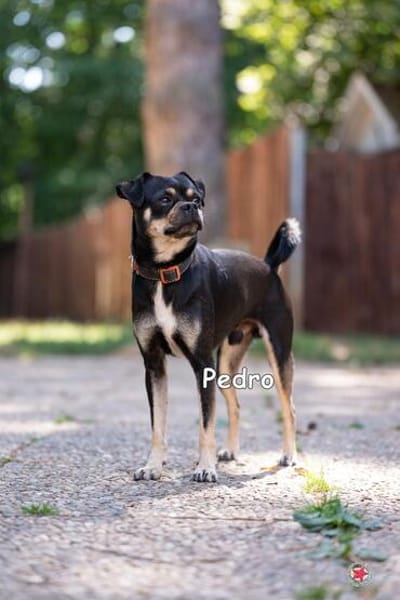 Pedro